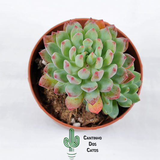 Sedeveria Blue Elf