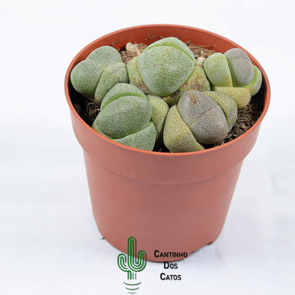 Pleiospilos Nelii