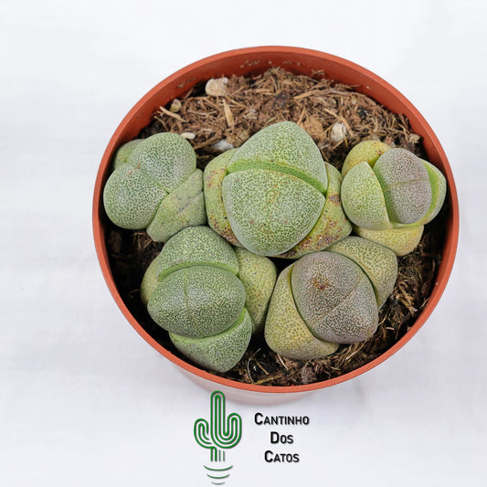 Pleiospilos Nelii