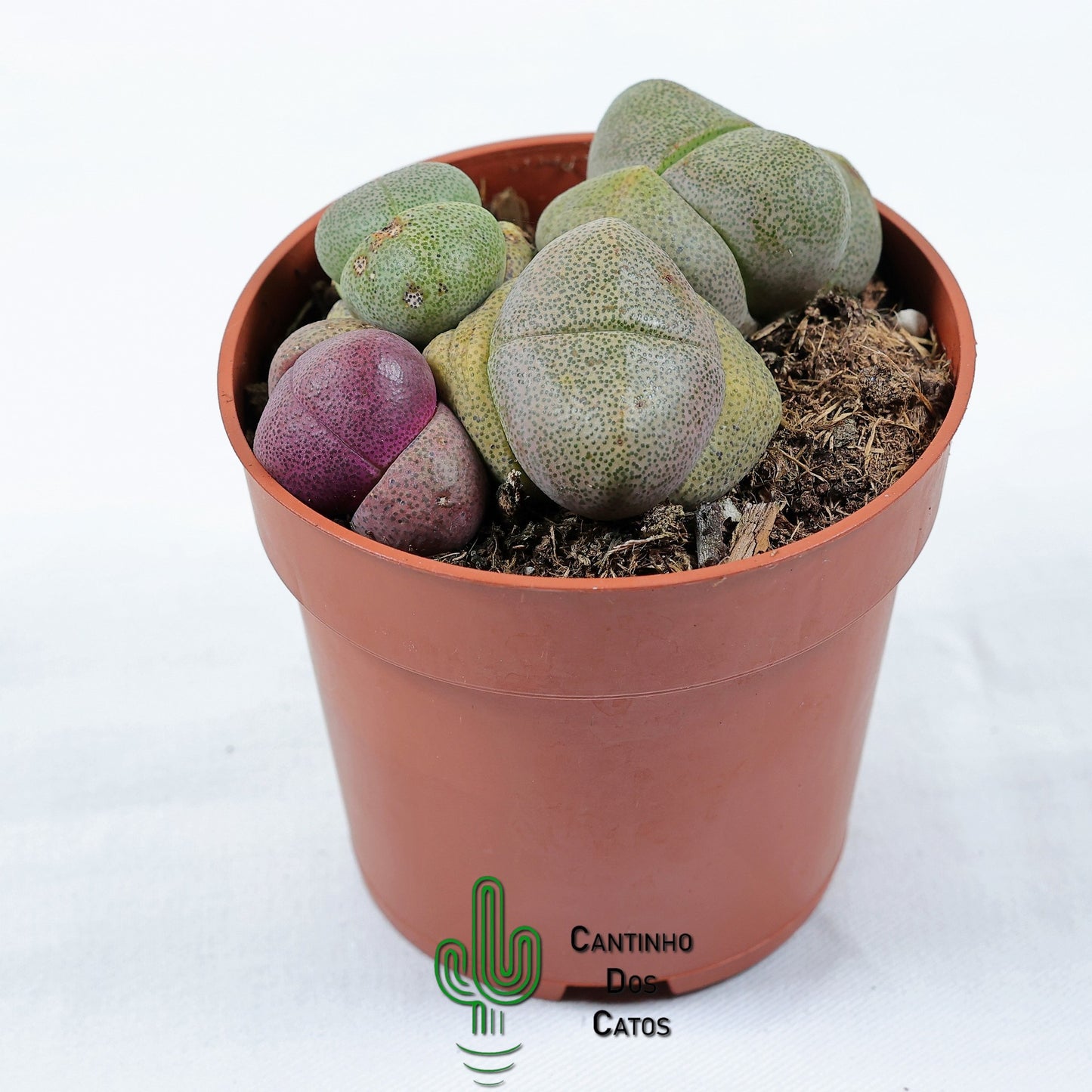 Pleiospilos Nelli/ Peliospilos Nelli Rubra
