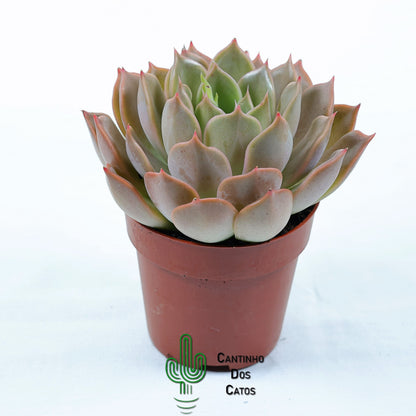 Echeveria 'Maasai'