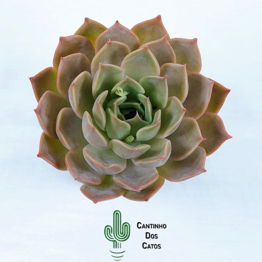 Echeveria 'Maasai'