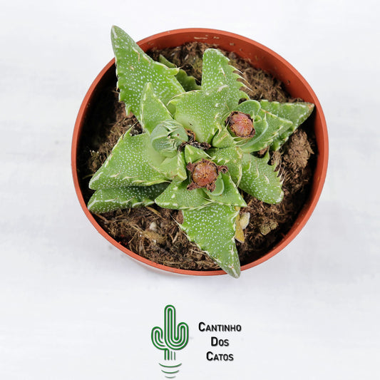 Faucaria tuberculosa