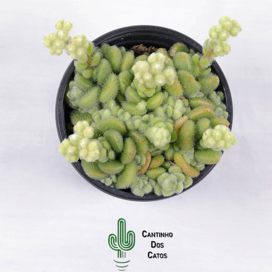 Sedum Hintonii