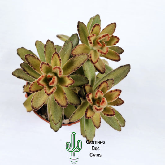 Kalanchoe Tomentosa Chocolate Soldier