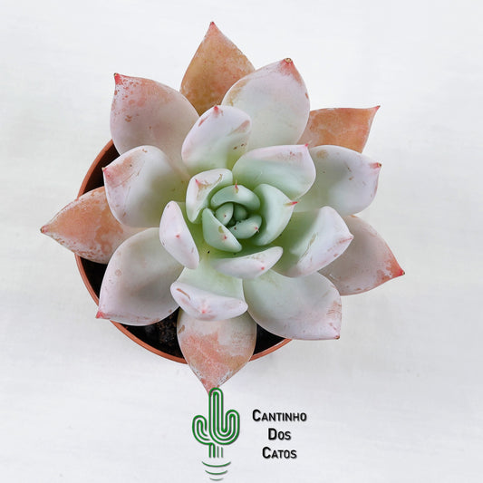Echeveria Mexican Giant