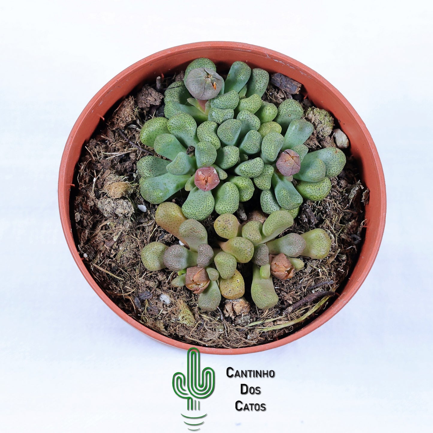 Aloinopsis schooneesii