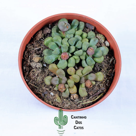 Aloinopsis schooneesii