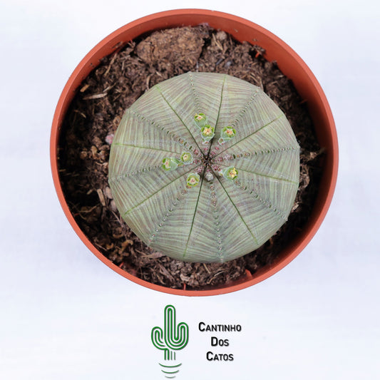 Euphorbia Obesa