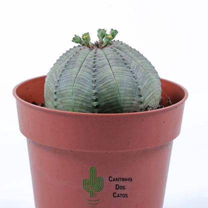 Euphorbia Obesa