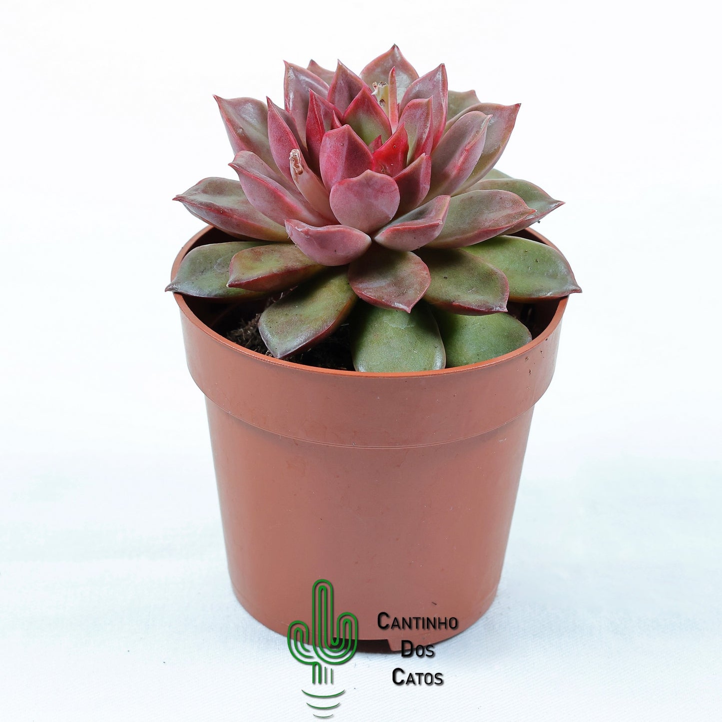 Echeveria Mina
