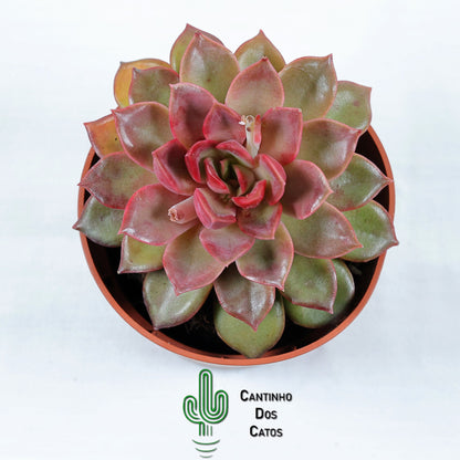 Echeveria Mina