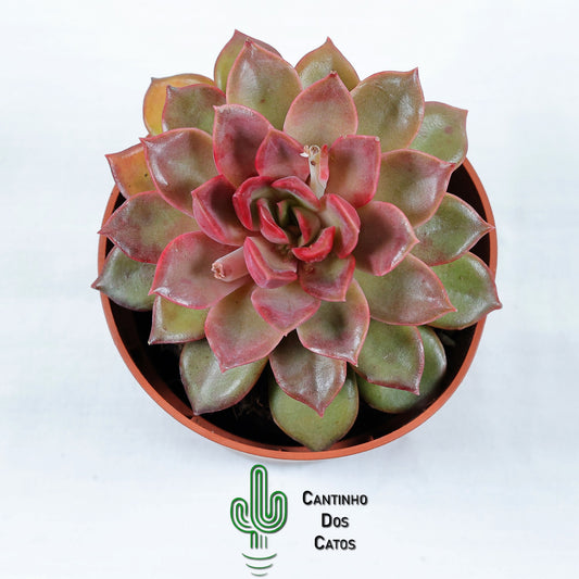 Echeveria Mina