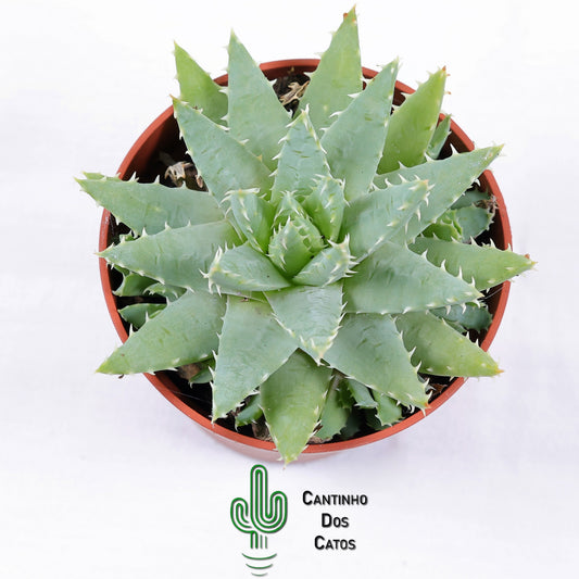 Aloe humilis x pratensis