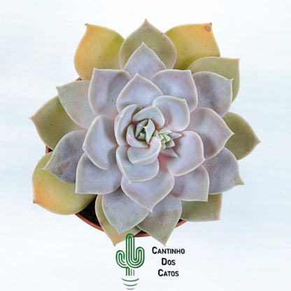 Echeveria Mensa Dark Desire