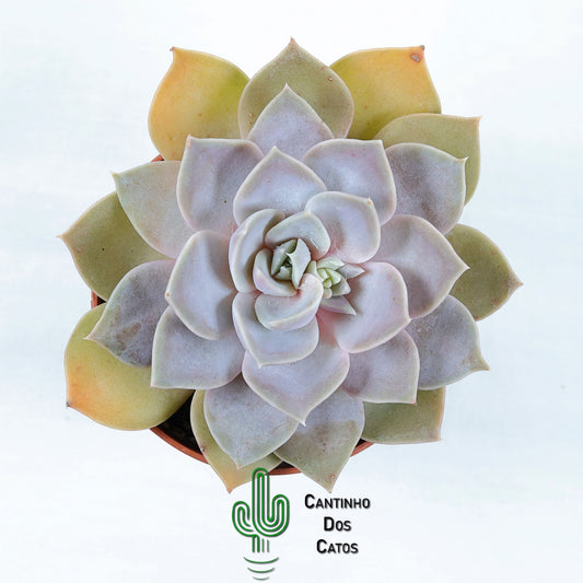 Echeveria Mensa Dark Desire