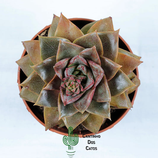 Echeveria Purpusorum Subs. Dionysos