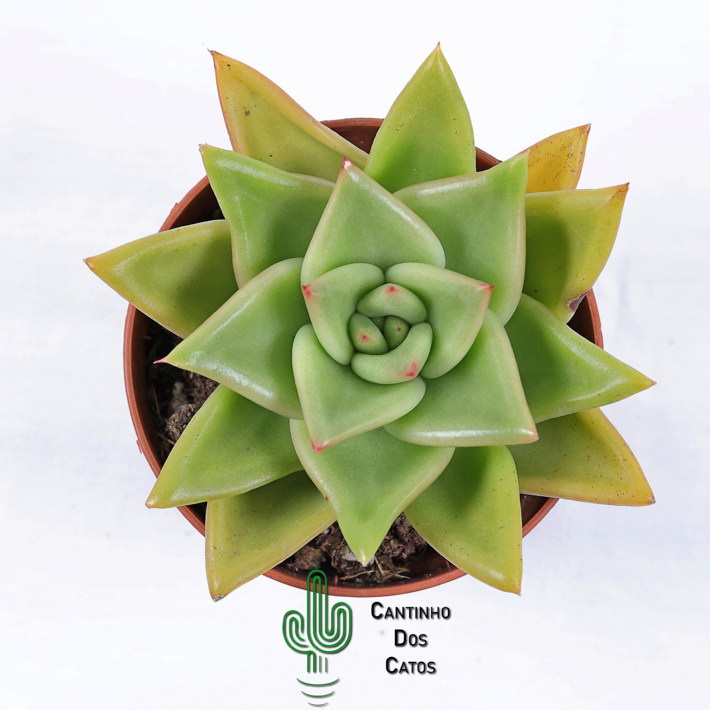 Echeveria Agavoides "Maria"
