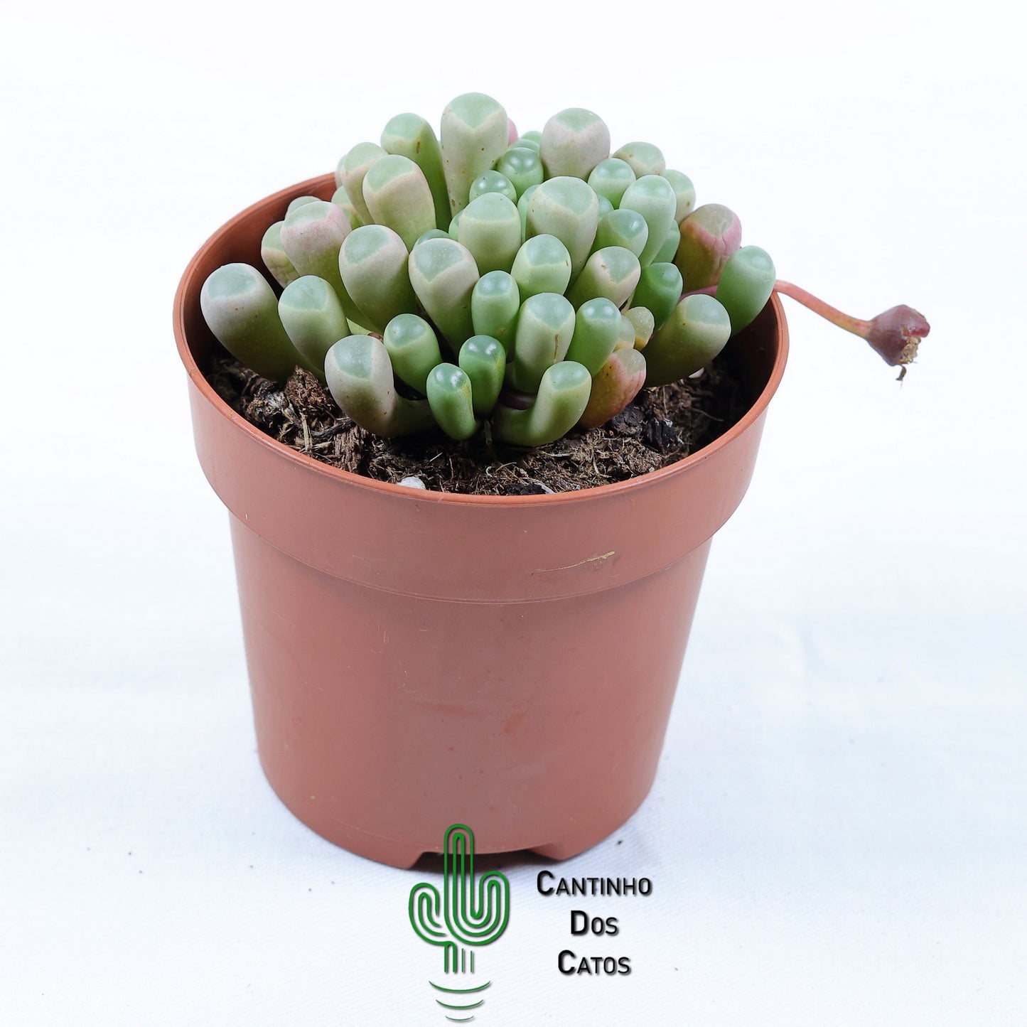 Fenestraria Rhopalophylla