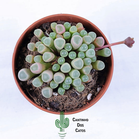 Fenestraria Rhopalophylla