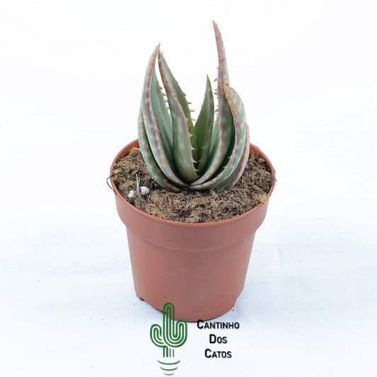 Aloe Ferox