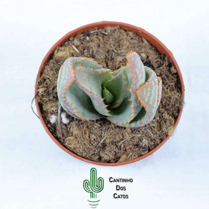 Aloe Ferox