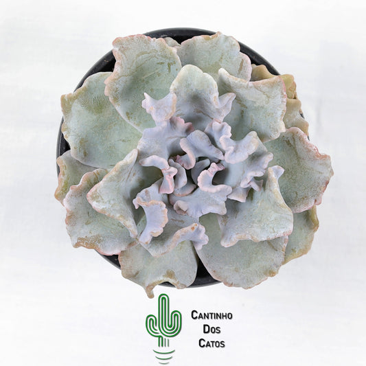 Echeveria Crispate Beauty