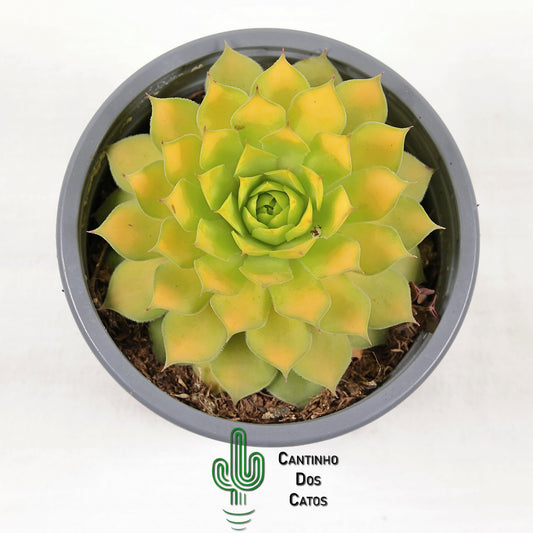 Sempervivum Gold Nugget