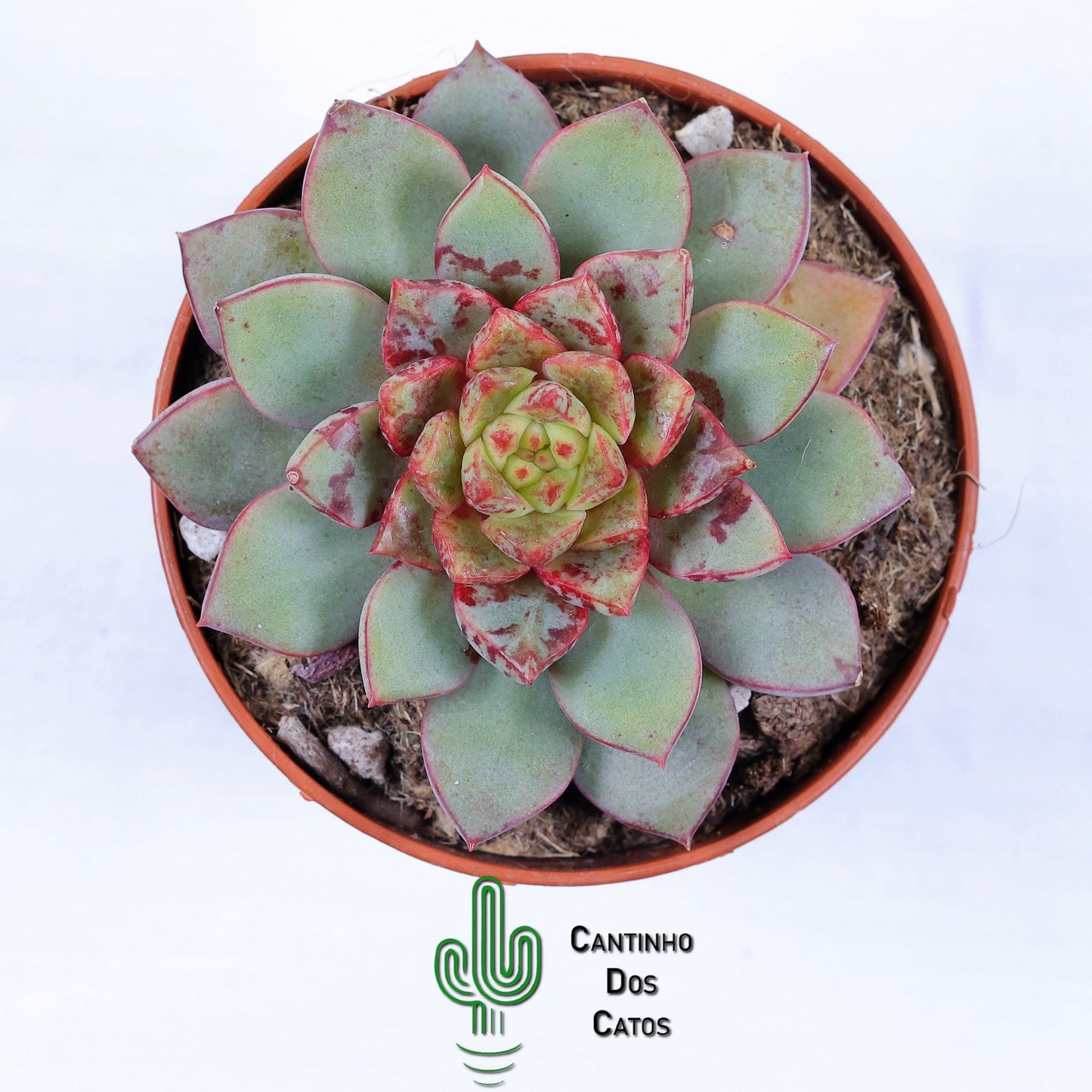 Echeveria Nacre