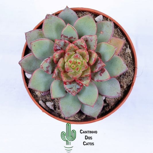 Echeveria Nacre