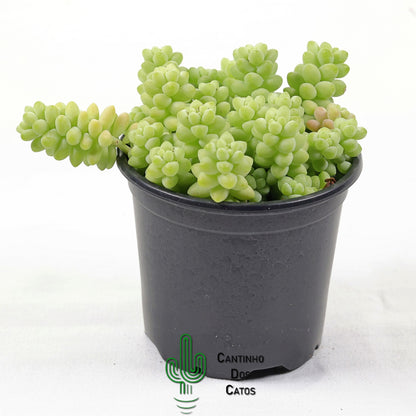 Sedum Morganianum (Burrito)
