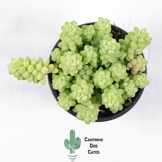 Sedum Morganianum (Burrito)