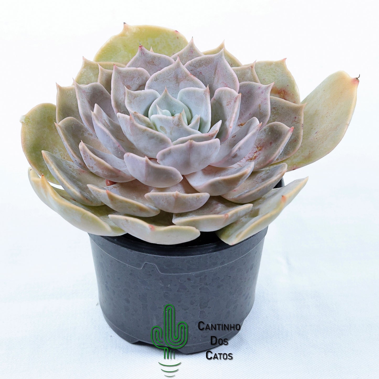 Echeveria Lilacina