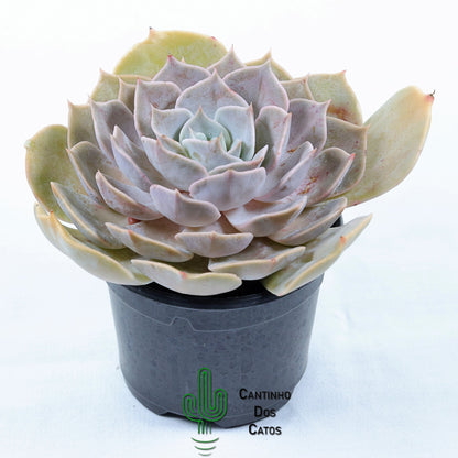Echeveria Lilacina