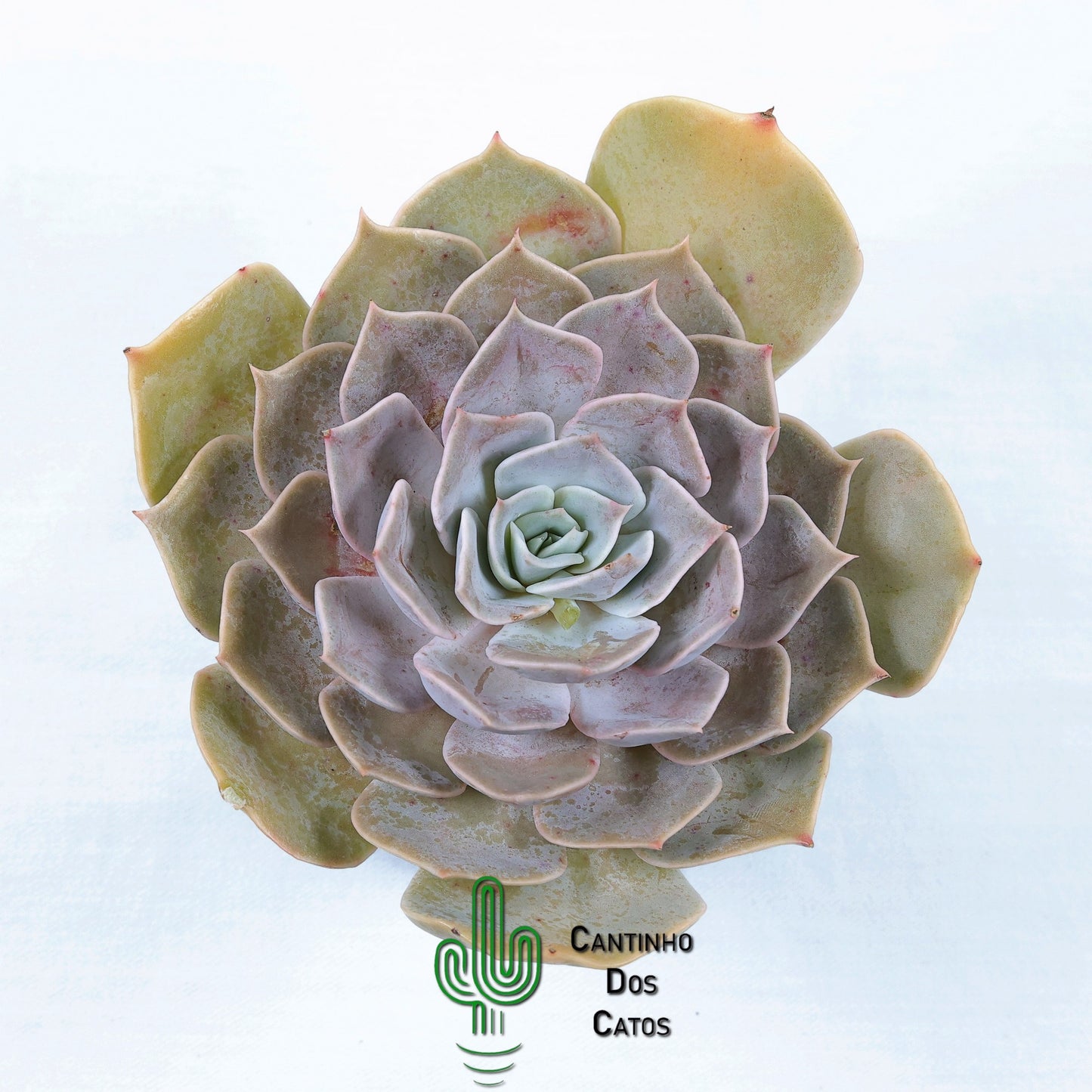 Echeveria Lilacina