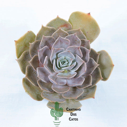 Echeveria Lilacina