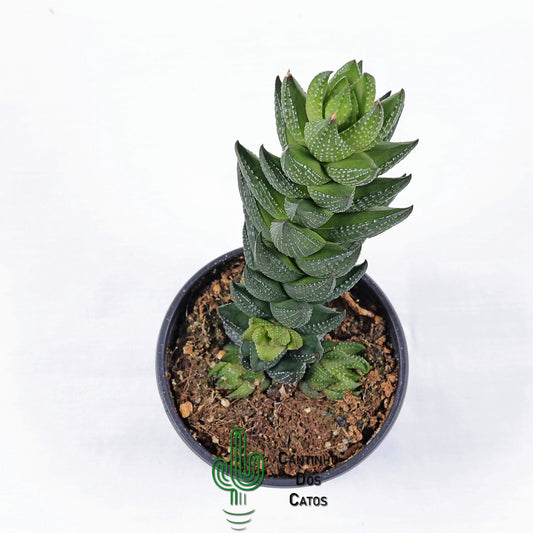 Haworthia Coarctata f. Chalwinii