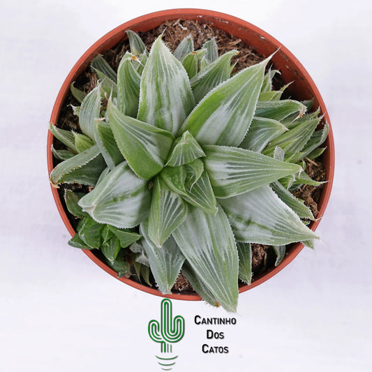 Haworthia magnifica acuminata "Grey ghost"
