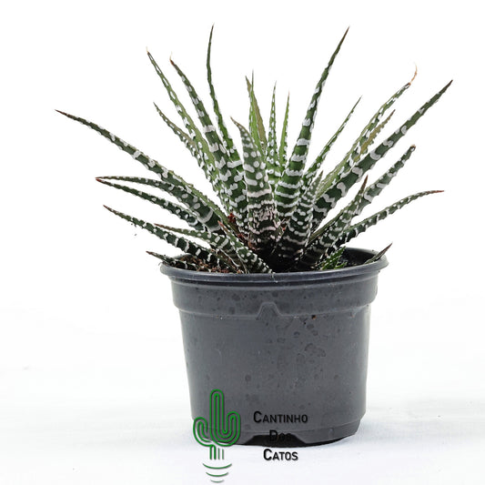 Haworthia Fasciata Alba "Super Zebra"