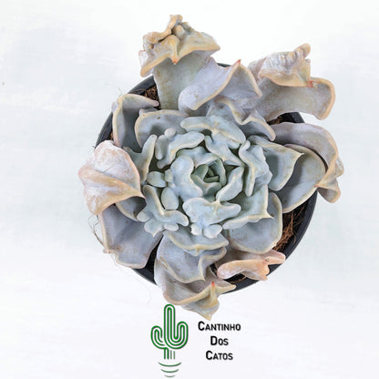 Echeveria Thriller Pearl
