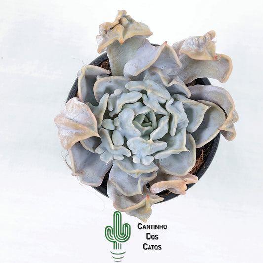 Echeveria Thriller Pearl