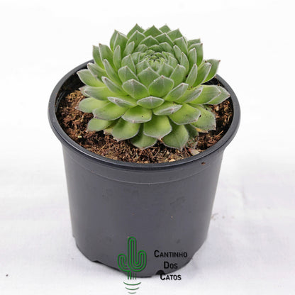Sempervivum Sugar shimmer