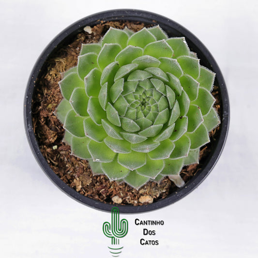Sempervivum Sugar shimmer