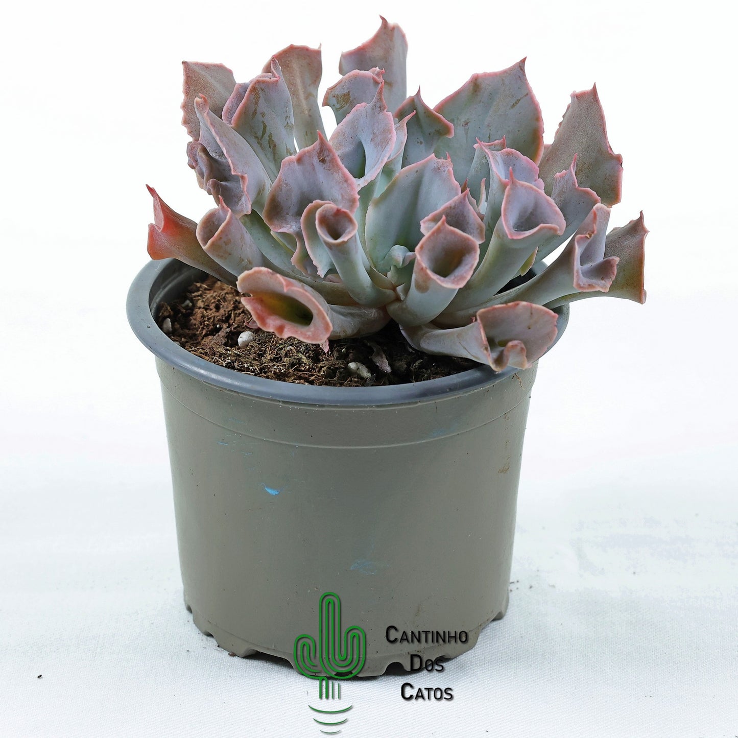 Echeveria "Trumpet Pinky"