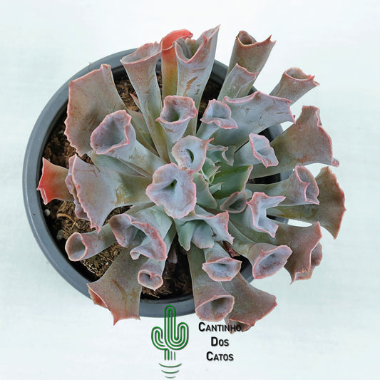Echeveria "Trumpet Pinky"