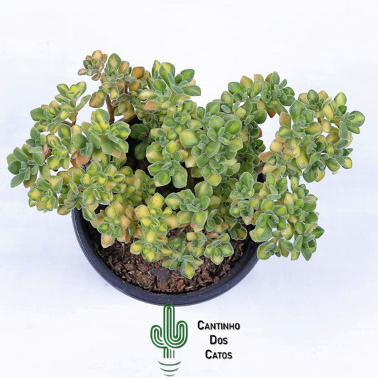 Aeonium Lindleyi Variegata