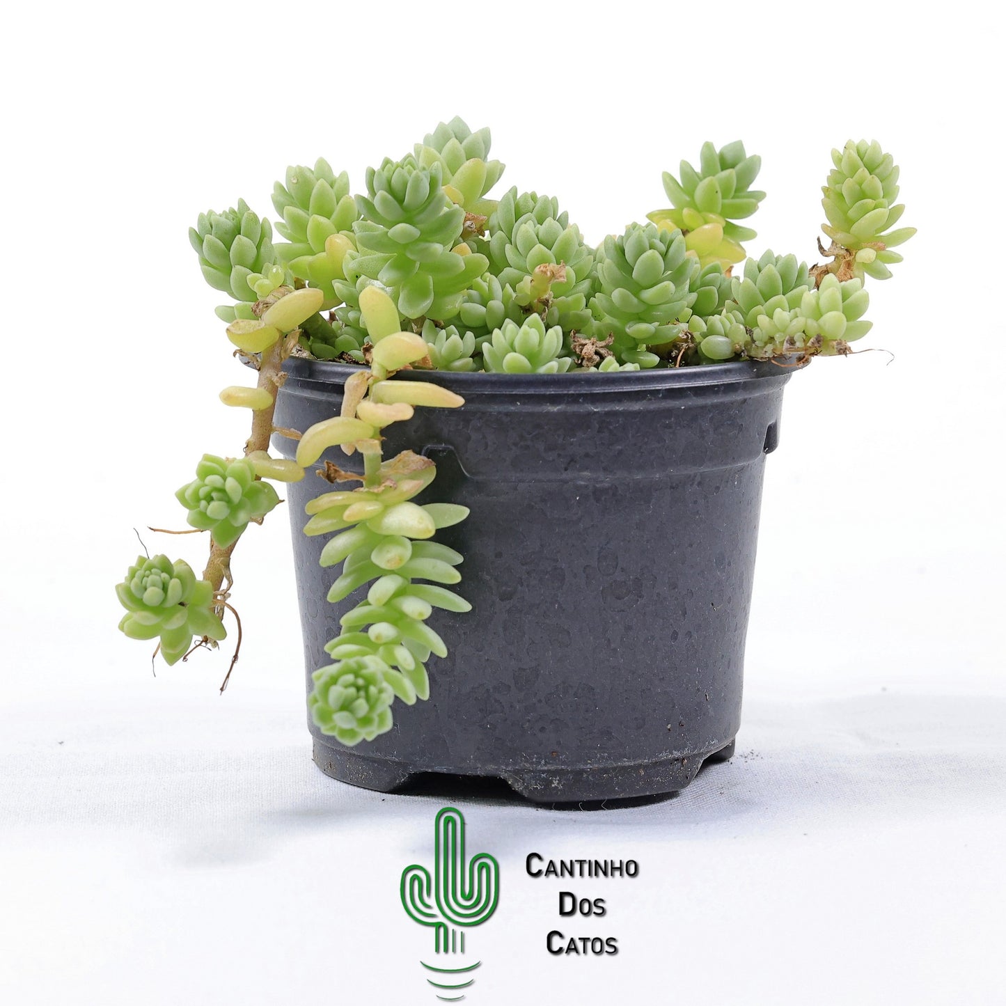 Sedum Hemsleyanum "Colar de Princesa"