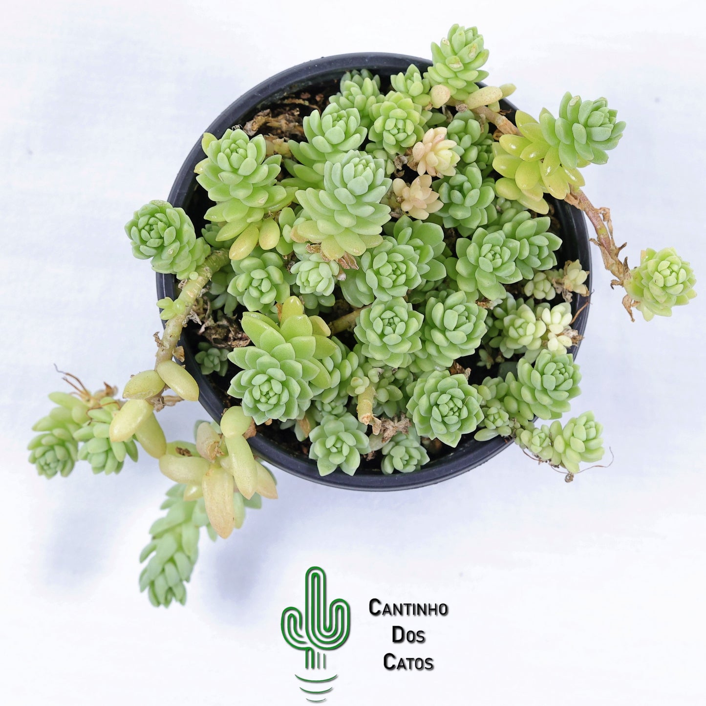 Sedum Hemsleyanum "Colar de Princesa"