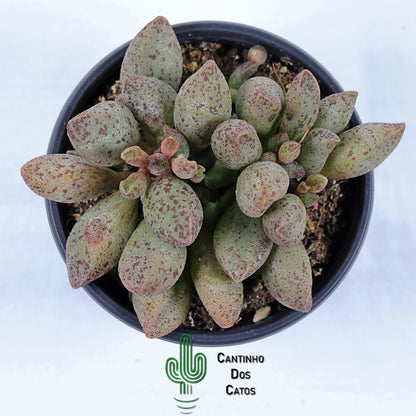 Adromischus Marianiae 'Silver Fountain'