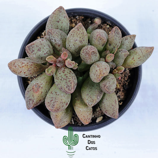 Adromischus Marianiae 'Silver Fountain'